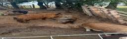 Pig livestock for sale: Kunekune boars & a barrow for sale  - Advert 3