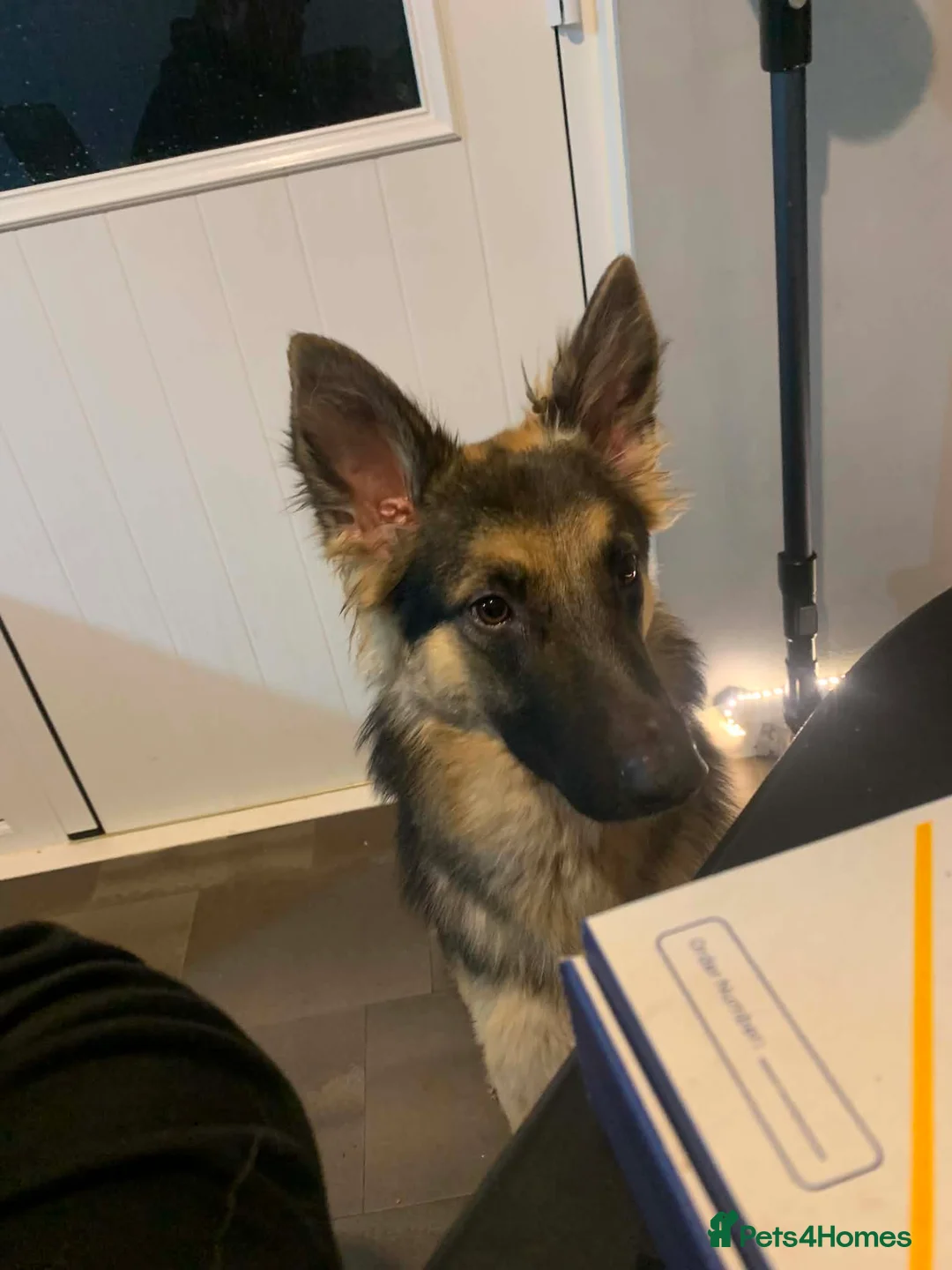 Shepsky dogs for sale: shepsky puppies in Inverurie - Advert 1