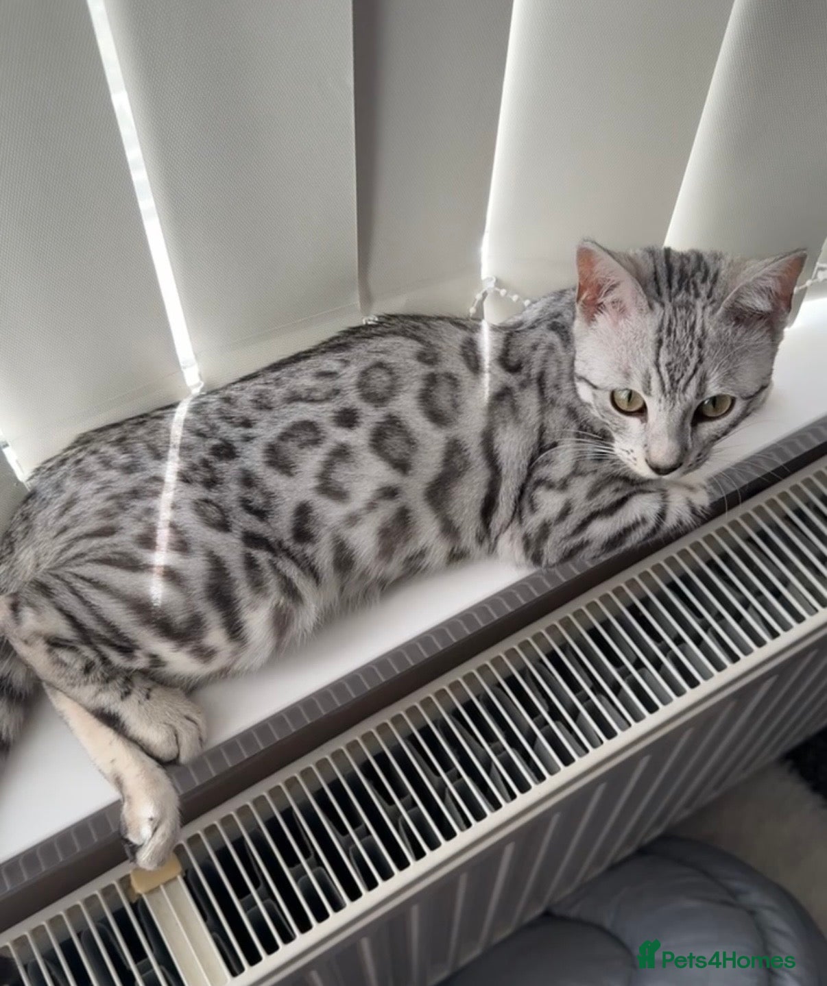Bengal cats PURE rare Silver Bengal Male Kitten - 11 months - Advert 1