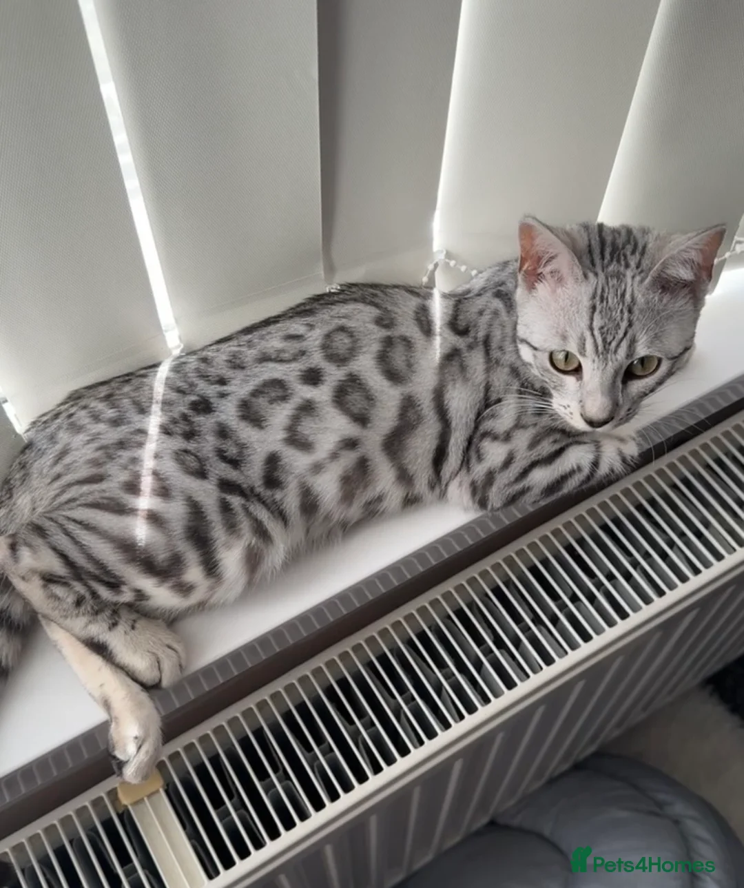 Bengal cats for sale: PURE rare Silver Bengal Male Kitten - 10 months - Advert 1