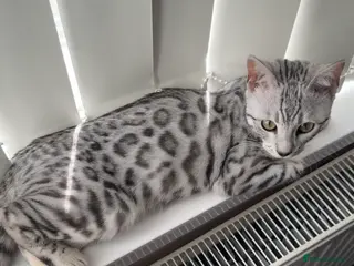 Bengal cats PURE Silver Bengal Kitten-Seeking loving new home - Advert 2