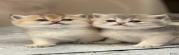 British Shorthair cats for sale: Stunning Quality GCCF British Shorthair Kittens - Advert 3