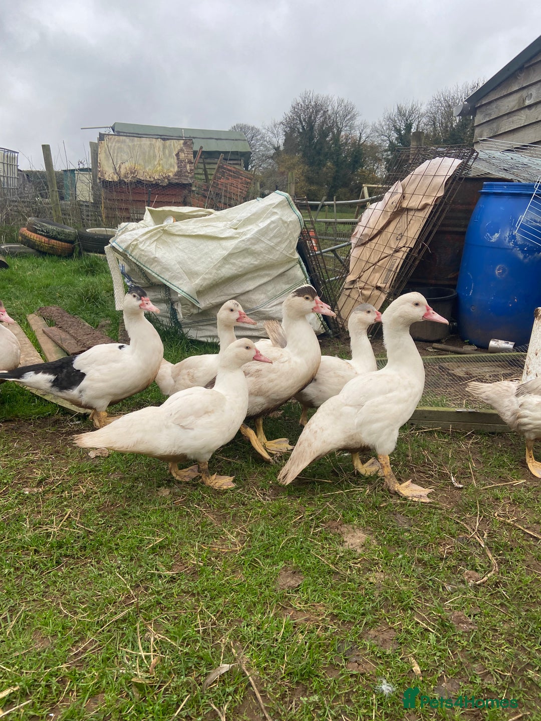 Ducks poultry for sale: Pure Muscovy ducks for sale - Image 3