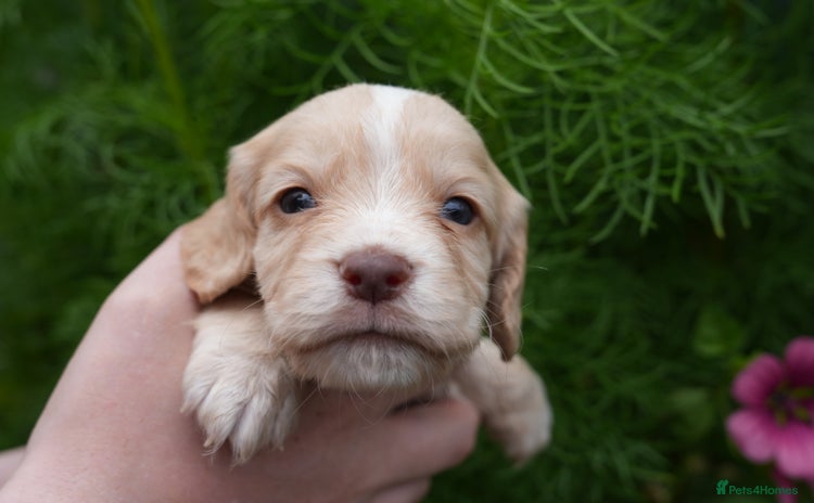 Cocker Spaniel dogs - Advert 2