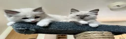 Ragdoll cats for sale: Gorgeous pedigree Ragdoll Kittens  - Advert 12