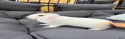 Dwarf Lop rabbits for sale: 8 week old lop kits - Advert 5
