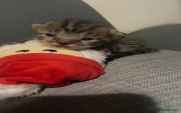 Mixed Breed cats for sale: 6 kittens looking for new homes  - Advert 17