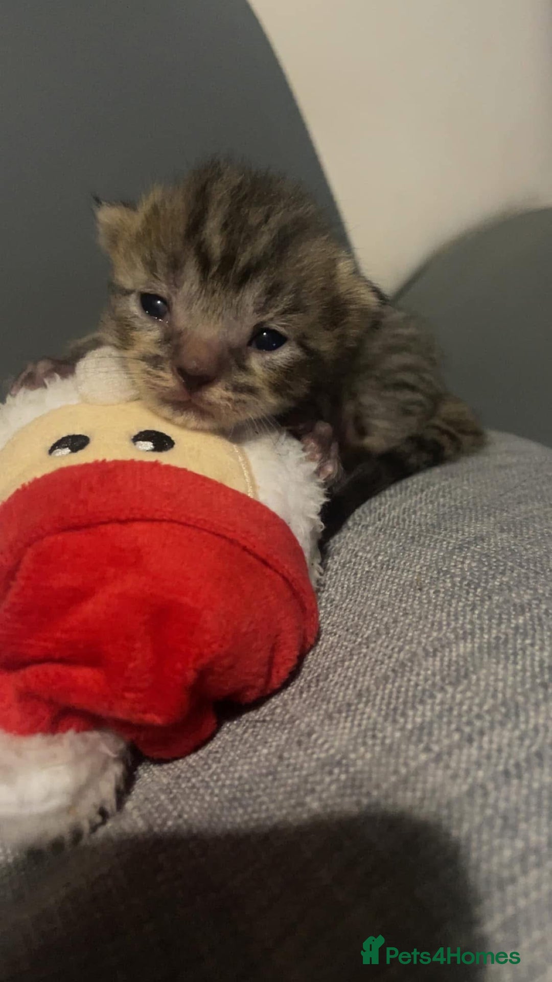 Mixed Breed cats for sale: 6 kittens looking for new homes  - Advert 17