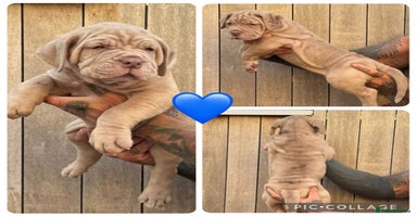 Mastiff dogs - Advert 5