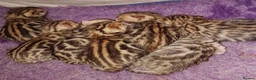 Bengal cats for stud: Quality T.I.C.A reg Bengal for stud SCOTLAND - Advert 22
