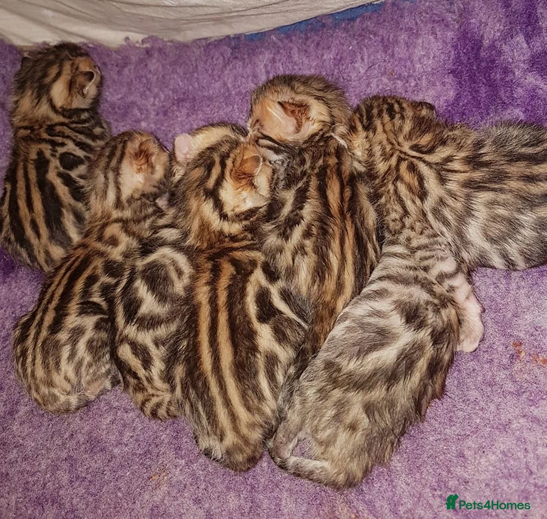 Bengal cats for stud: Quality T.I.C.A reg Bengal for stud SCOTLAND - Advert 22