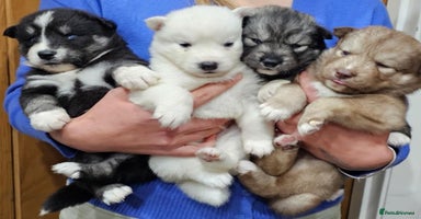 Siberian Husky dogs - Advert 3