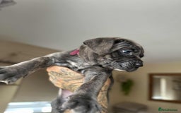 Cane Corso dogs for sale: Purebred Cane Corso puppies  - Image 19