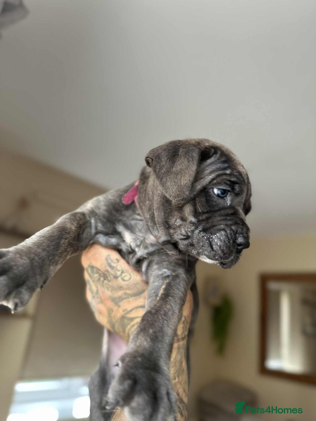 Cane Corso dogs for sale: Purebred Cane Corso puppies  - Image 19
