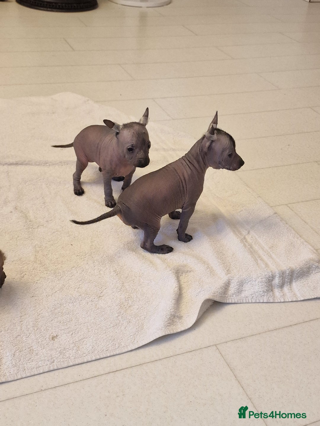 Mexican Hairless dogs for sale: 2 mini girls 2 coated boys - Advert 6