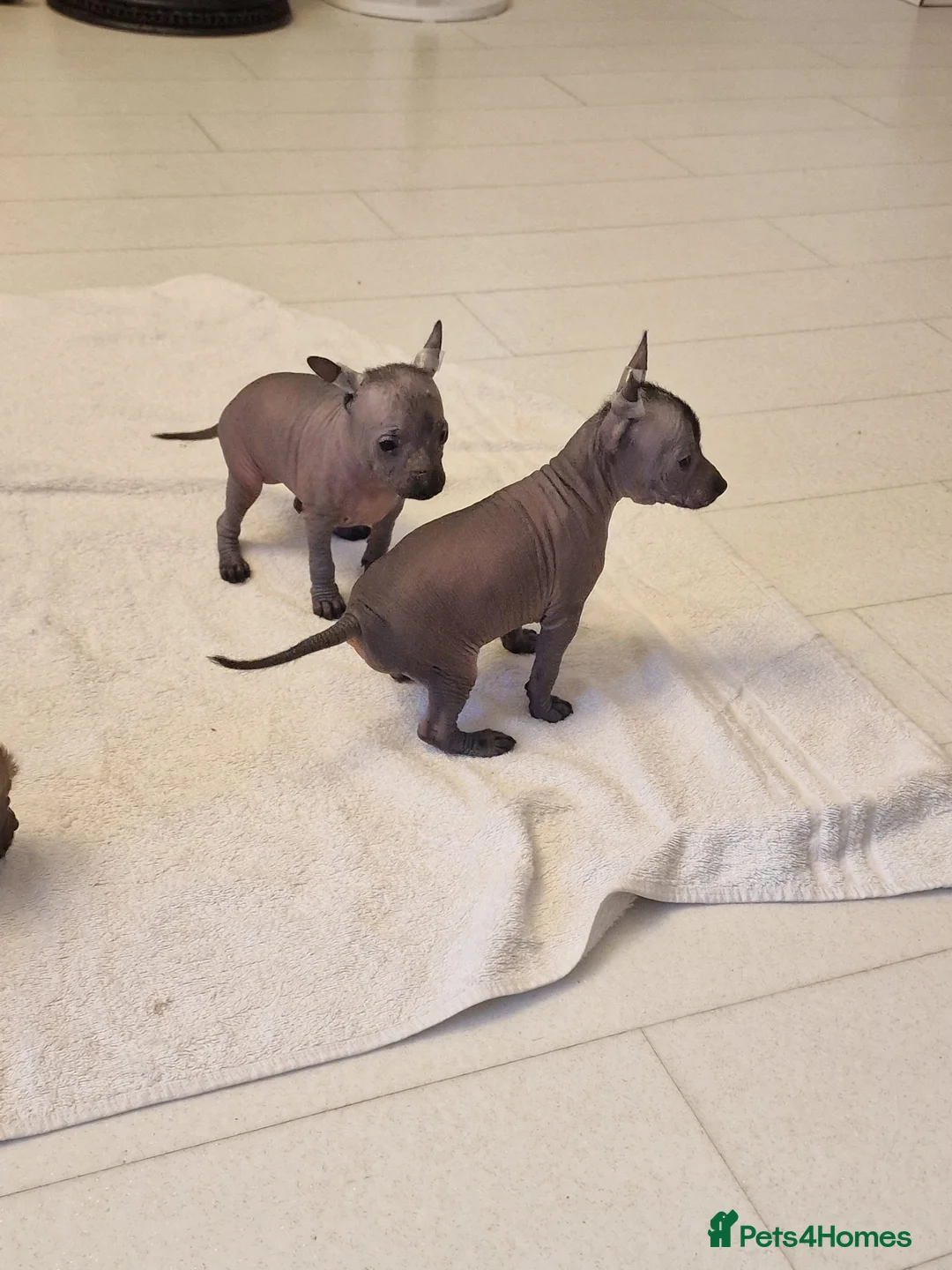 Mexican Hairless dogs for sale: 1 mini girl naked 1400 - Advert 7