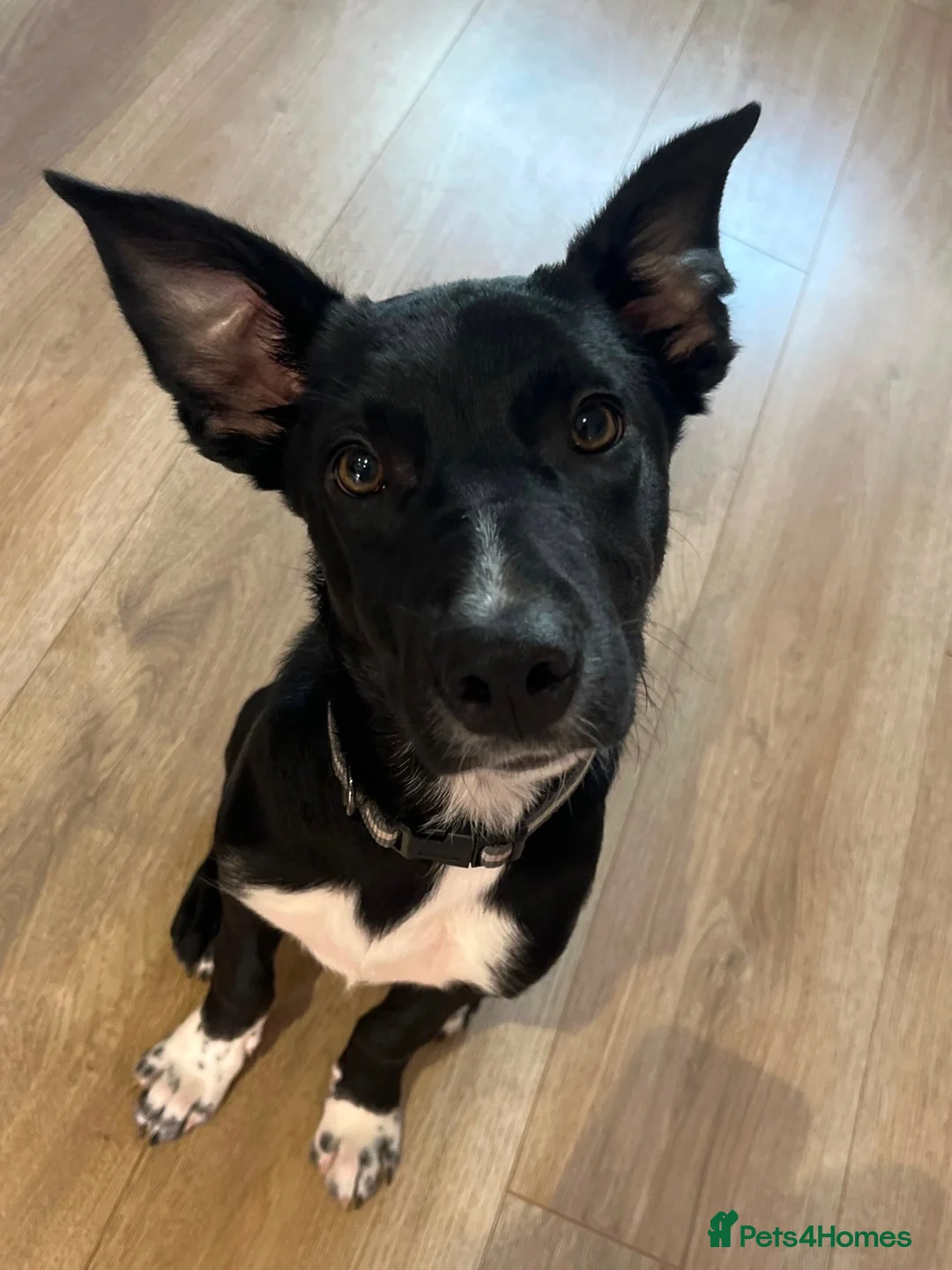 Mixed Breed dogs for sale: 5-Month Border Collie x Kelpie Boy in Swadlincote - Advert 4