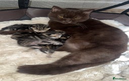 British Shorthair cats for sale: British short hair kittens  - Image 6