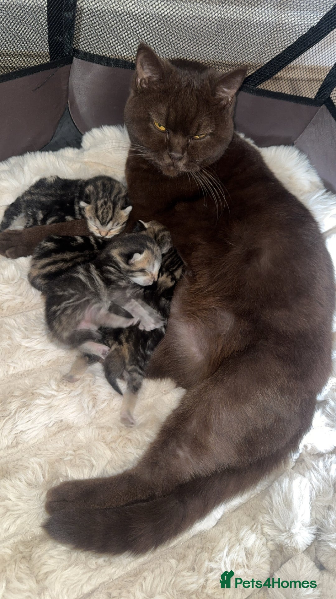 British Shorthair cats for sale: British short hair kittens  - Image 6