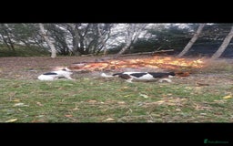 Jack Russell dogs for sale: Beautiful tricoloured jack Russell pups for sale - Advert 2