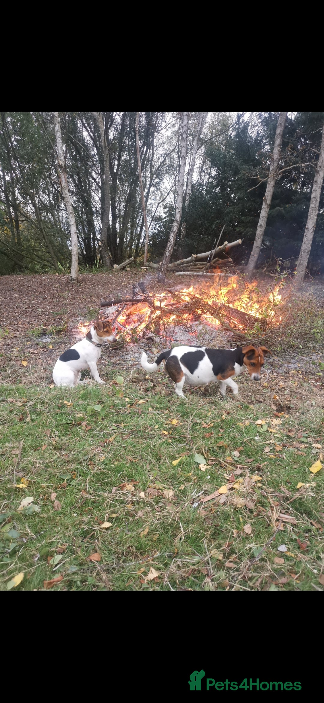 Jack Russell dogs for sale: Beautiful tricoloured jack Russell pups for sale - Advert 2