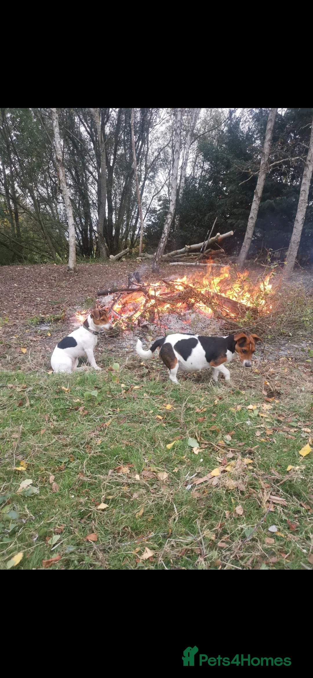 Jack Russell dogs for sale: Beautiful tricoloured jack Russell pups for sale - Advert 3