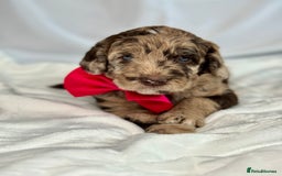 Mixed Breed dogs for sale: Goldendoodle/Australian double doodles  - Image 34