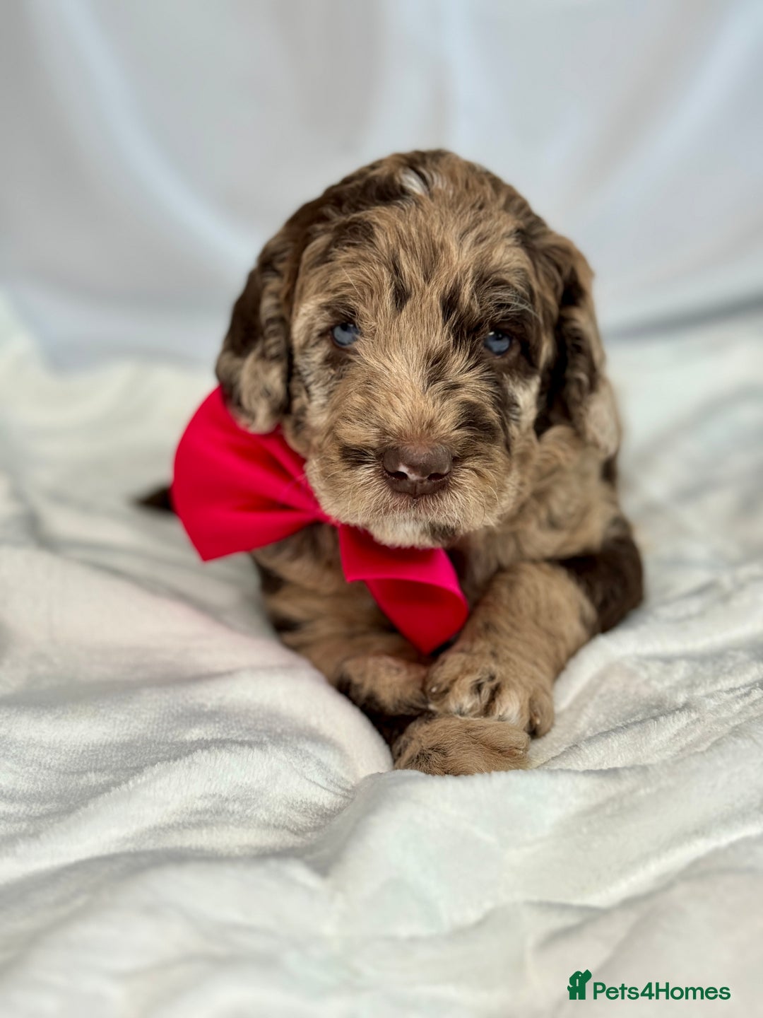 Mixed Breed dogs for sale: Goldendoodle/Australian double doodles  - Image 34