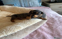 Miniature Dachshund dogs for sale: Gentle Smoothhair mini doxies for sale - Image 2