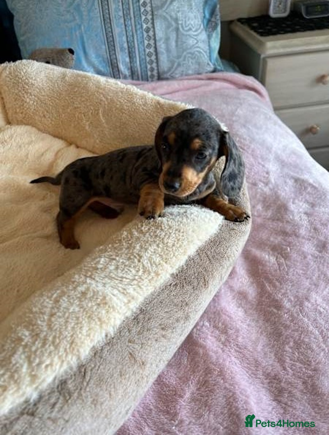Miniature Dachshund dogs for sale: Gentle Smoothhair mini doxies for sale - Image 2