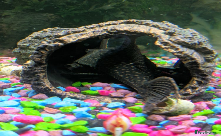 Plecos fish 7 inch/18cm male common pleco - Advert 13