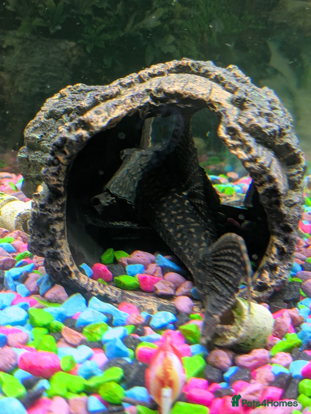 Plecos fish for sale: 7 inch/18cm male common pleco - Advert 1