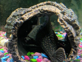 Plecos fish 7 inch/18cm male common pleco - Advert 16