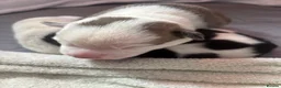 Mixed Breed dogs for sale: Staffy cross/ collie bull greyhound  in Saltburn-by-the-Sea - Advert 5