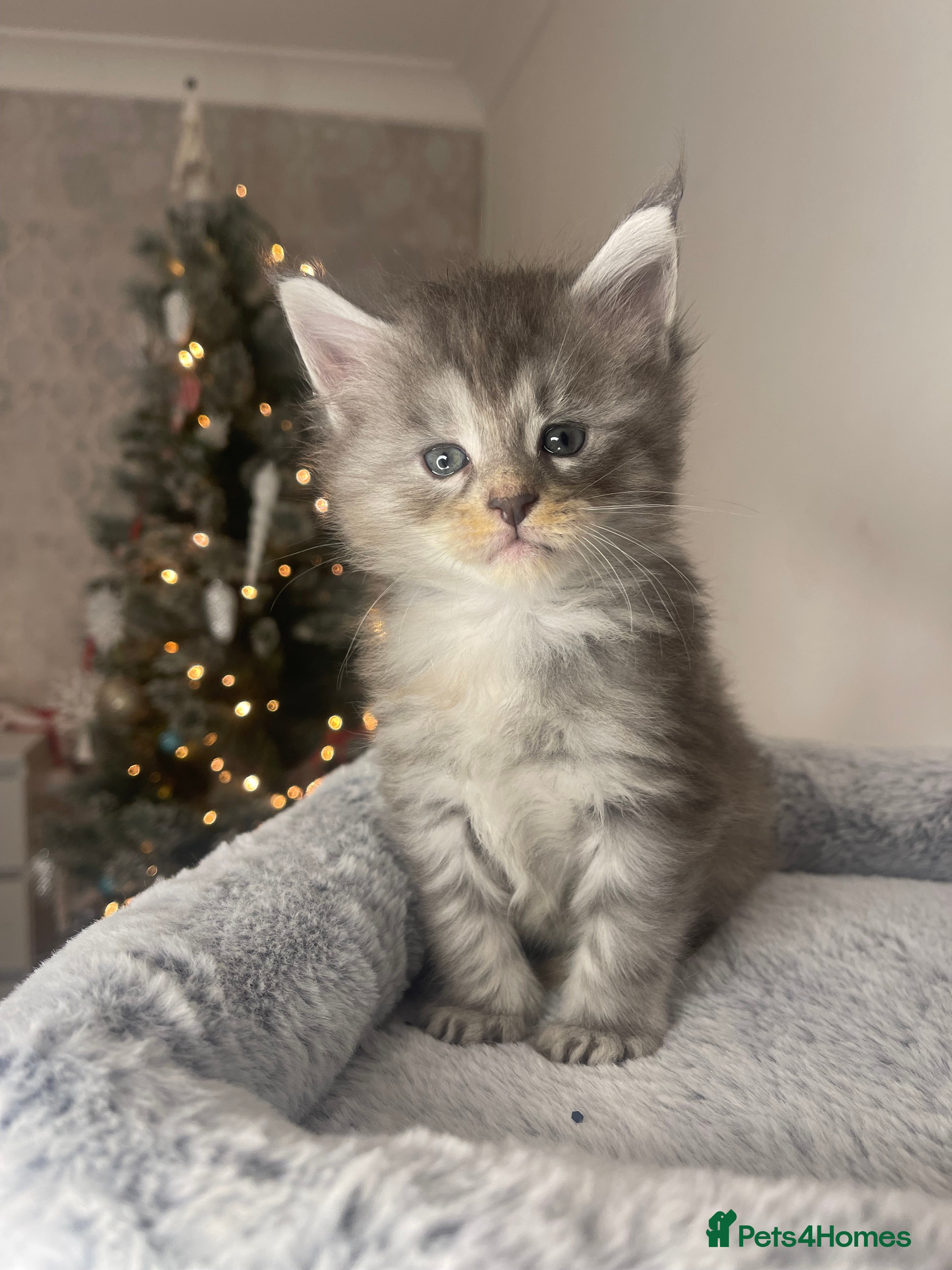 Maine Coon cats 🐾💛5 Sweet Maine Coons looking for forever home💛 - Advert 16