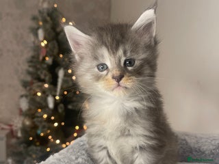 Maine Coon cats 🐾💛5 Sweet Maine Coons looking for forever home💛 - Advert 15