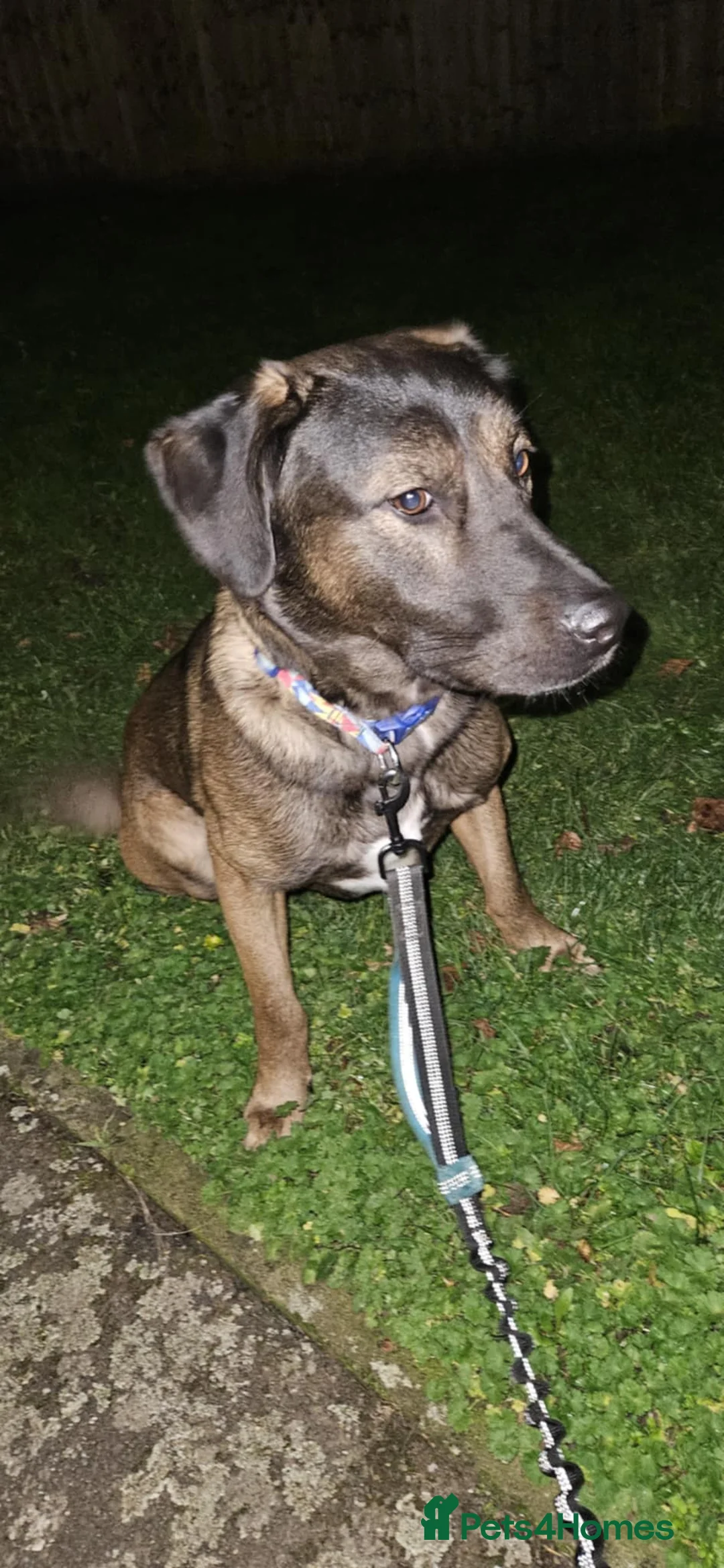 Mixed Breed dogs for sale: Salem - Advert 1