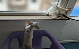 Siamese cats for sale: Siamese Kittens For Sale. - Image 2