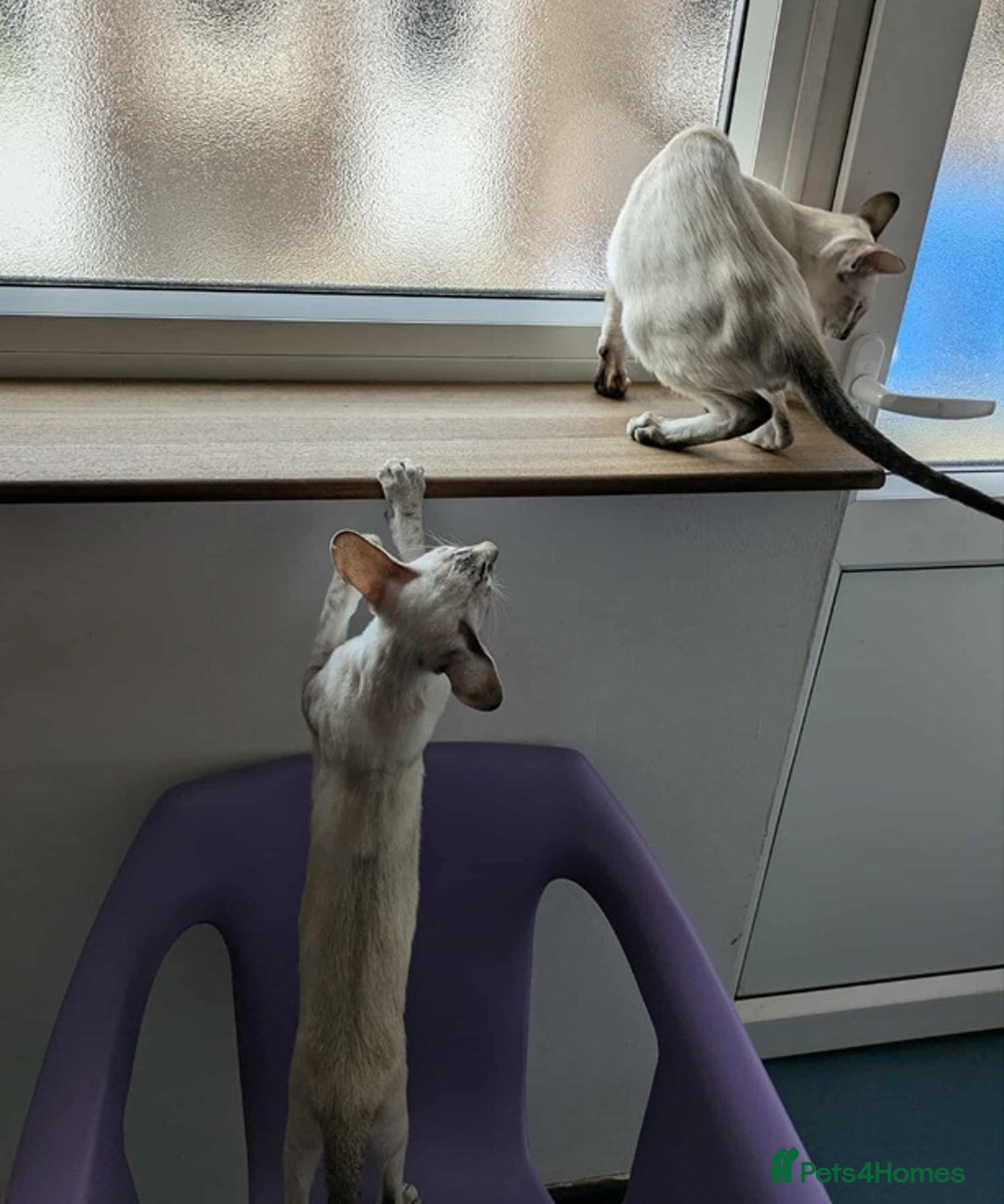 Siamese cats for sale: Siamese Kittens For Sale. - Image 2