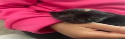 Mixed Breed cats for sale: Last little lady to find her forever home in Saltash - Advert 9