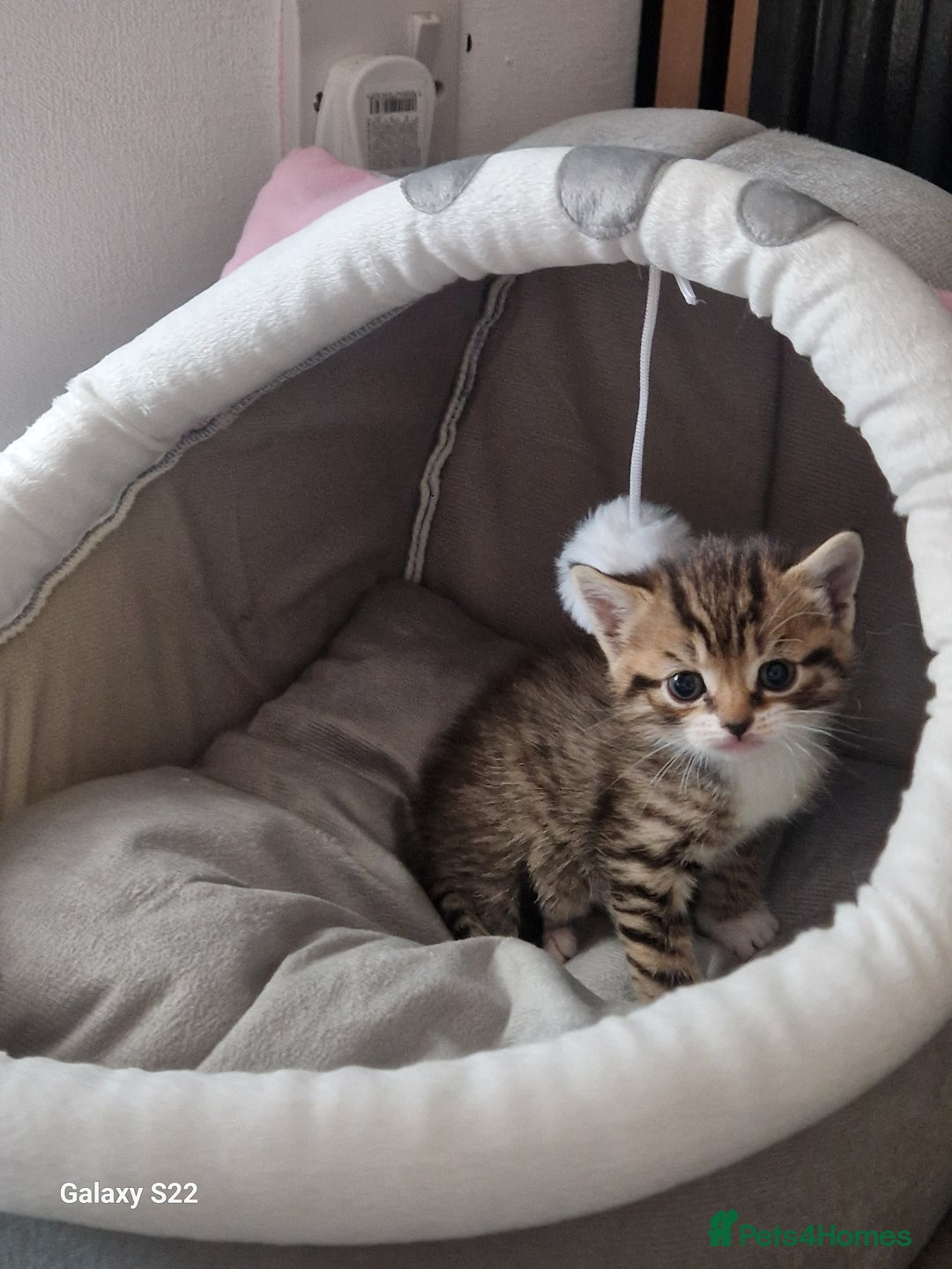 Scottish Fold cats for sale: Scotish fold/straight kittens  - Advert 20