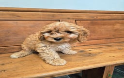 Cavapoo dogs for sale: F1 Red Cavapoo Puppies - Image 5