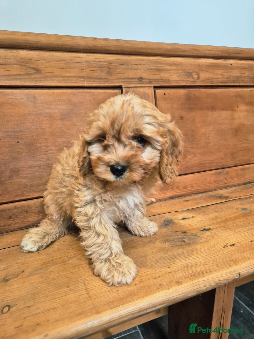 Cavapoo dogs for sale: F1 Red Cavapoo Puppies - Image 5