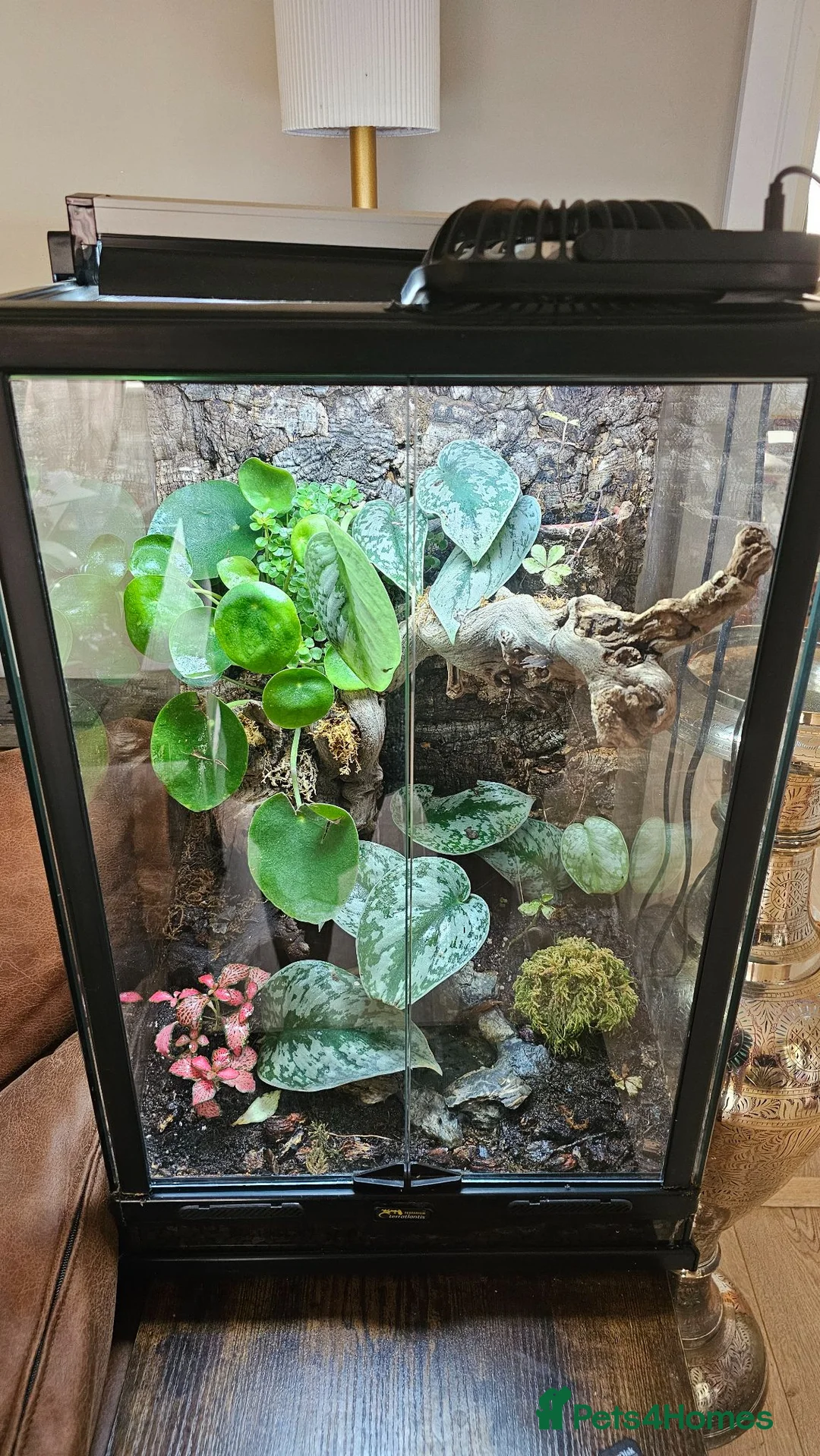 Frog reptiles for sale: Red-eyed tree frogs & established enclosure in Cambridge - Advert 1