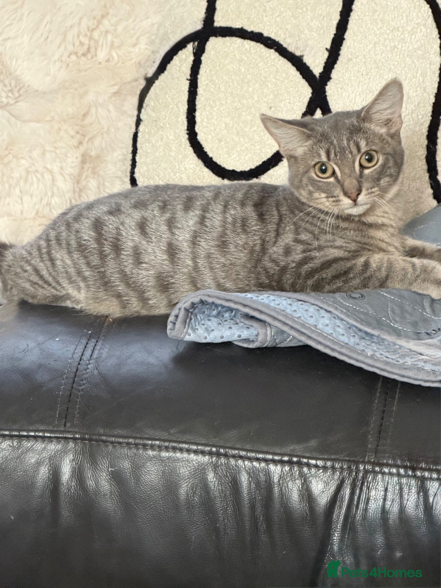 Bengal cats Stunning boy  - Advert 5