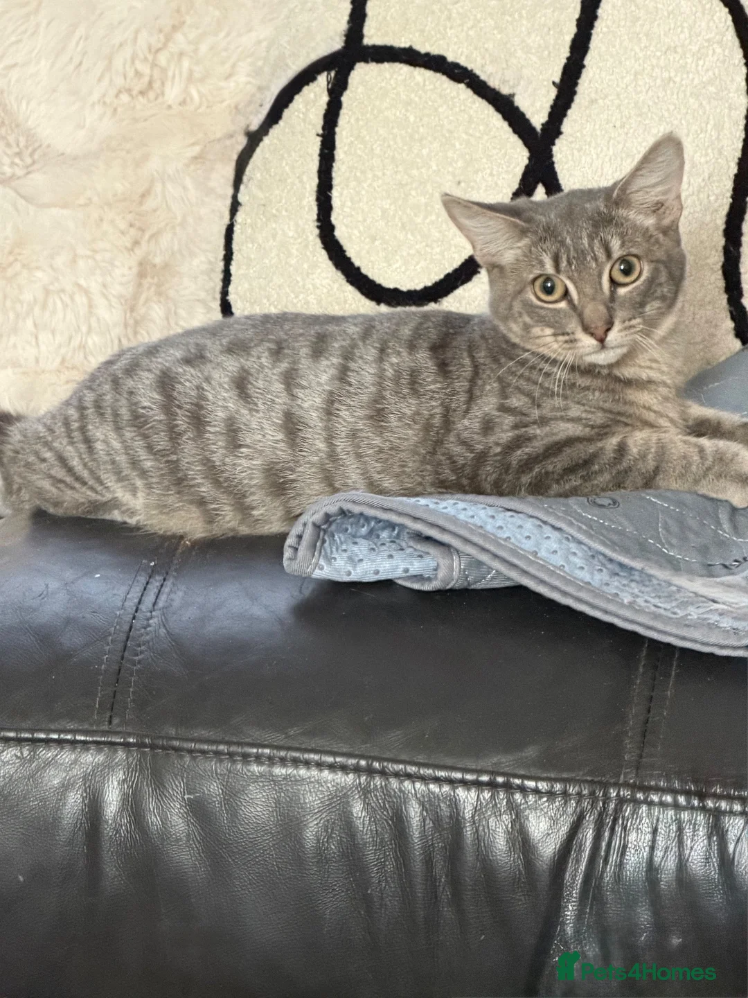 Bengal cats for sale: Stunning boy  - Advert 1