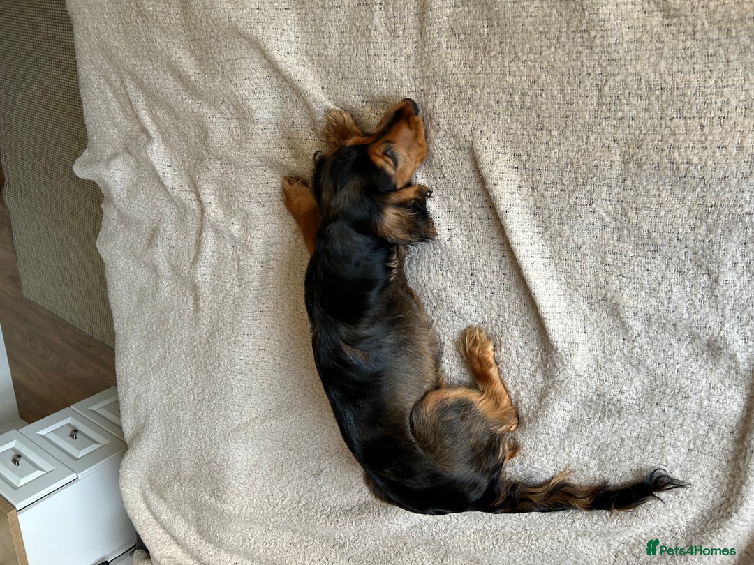 Cocker Spaniel dogs for sale: Outstanding Show Cocker Spaniel DNA Tested - Advert 7