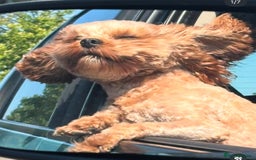 Cavapoo dogs for stud: 3 year old Cavapoo available for stud - Image 3