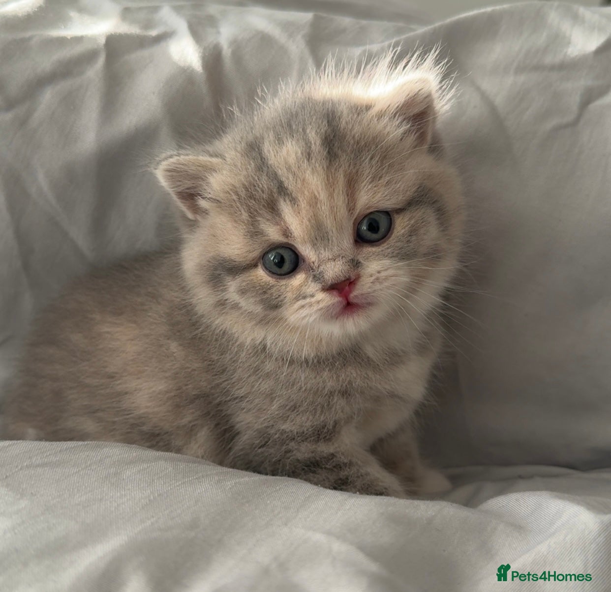 British Shorthair cats BSH KITTENS FOR SALE (price negotiable) - Advert 8