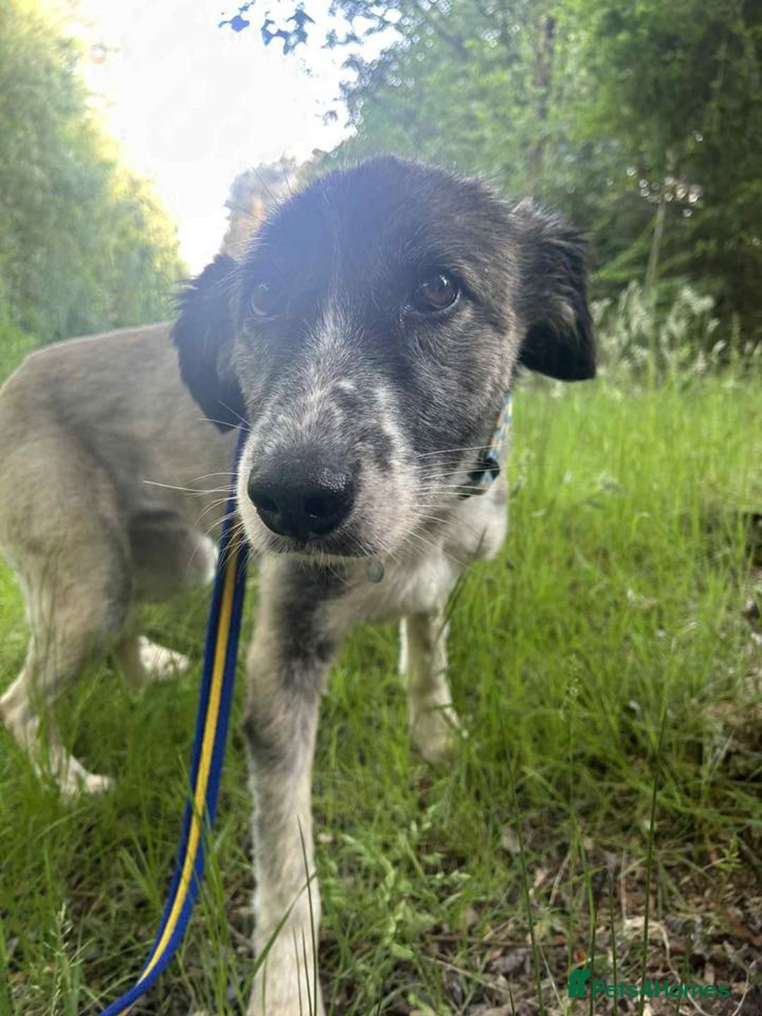 Mixed Breed dogs for adoption: Hilda - Norwich Norfolk  - Image 17